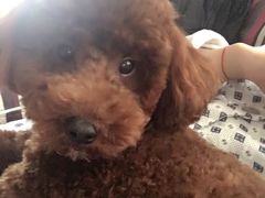 -惠康宠物医院(华能路店)