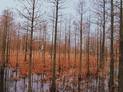 -池杉湖湿地公园