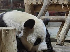 -栾川竹海野生动物园