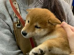 -逗柴咖啡屋·狗咖猫咖宠物桌游