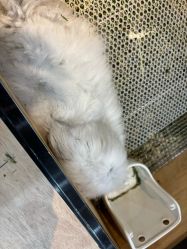 -神奇动物撸宠馆·羊驼·小浣熊·异宠(豫园店)