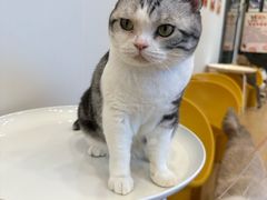 -有喵·猫咖·狗咖·40+猫狗有小奶狗(岗厦店)