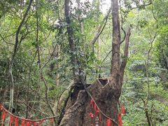 -七仙岭温泉国家森林公园