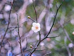 -杭州植物园