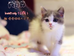 最近找新家的部分孩子们&nbsp;喜欢的朋友联系我吧-Bastet sally猫舍购宠(静安店)