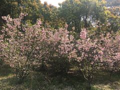 -梁鸿国家湿地公园