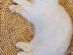 -飞行喵MR PILOT|猫舍·猫咖(静安大融城店)