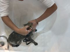 -momokira米努特·德文卷毛猫·棉花面纱犬