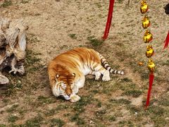 -西霞口神雕山野生动物世界