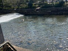 -羊山湖公园