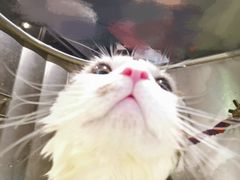 -PETKIT 小佩宠物·低压洗护·美容·寄养(安远店)