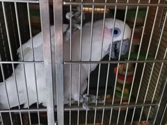 -石锅苗苗鱼(武汉首店)