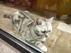 -猫咪博物馆(顶澳仔猫街店)