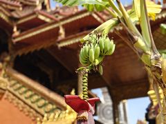 -西双版纳总佛寺