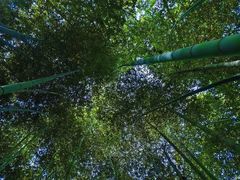 -上海佘山国家森林公园天马山园