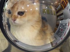 -四月宠物医院·猫专科·心脏专科·内科(转塘店)