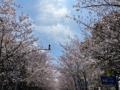 -高东镇樱花园