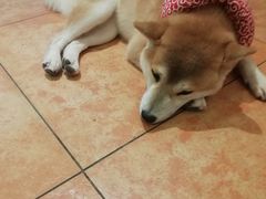 -more than meow吴止猫主题餐厅(承德 中船汇店)