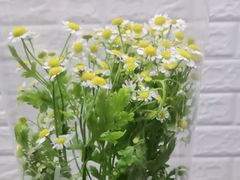 -雪蔓之鲜花气球派对(家佳源时代中心店)