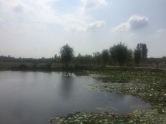 -微山湖红荷湿地景区