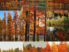 -白鹭湾湿地公园