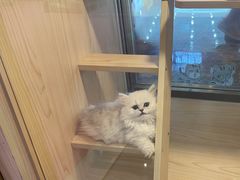 -爪爪喵星球·猫舍(前海卓越店)