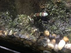 -暹罗海洋世界