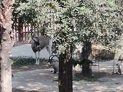 -石家庄市动物园