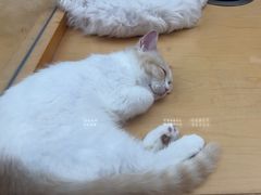 -帕帕拉兹宠物(亚洲旗舰店)