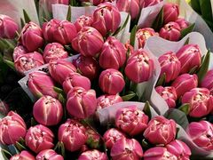 -三圣花乡旅游区