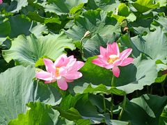 -荷塘月色湿地公园·向阳花洲