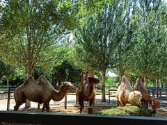 -长白岛森林公园