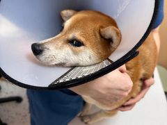 -瑞派康怡24h宠物医院·犬猫医疗中心·微创绝育(瑞景分院)