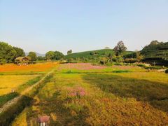 -龙坞茶村