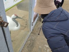 -盐城丹顶鹤湿地生态旅游区