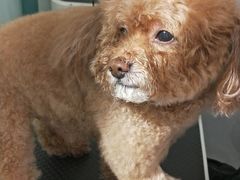 -喵汪萌宠屋旗舰店.洗澡美容.猫狗基地