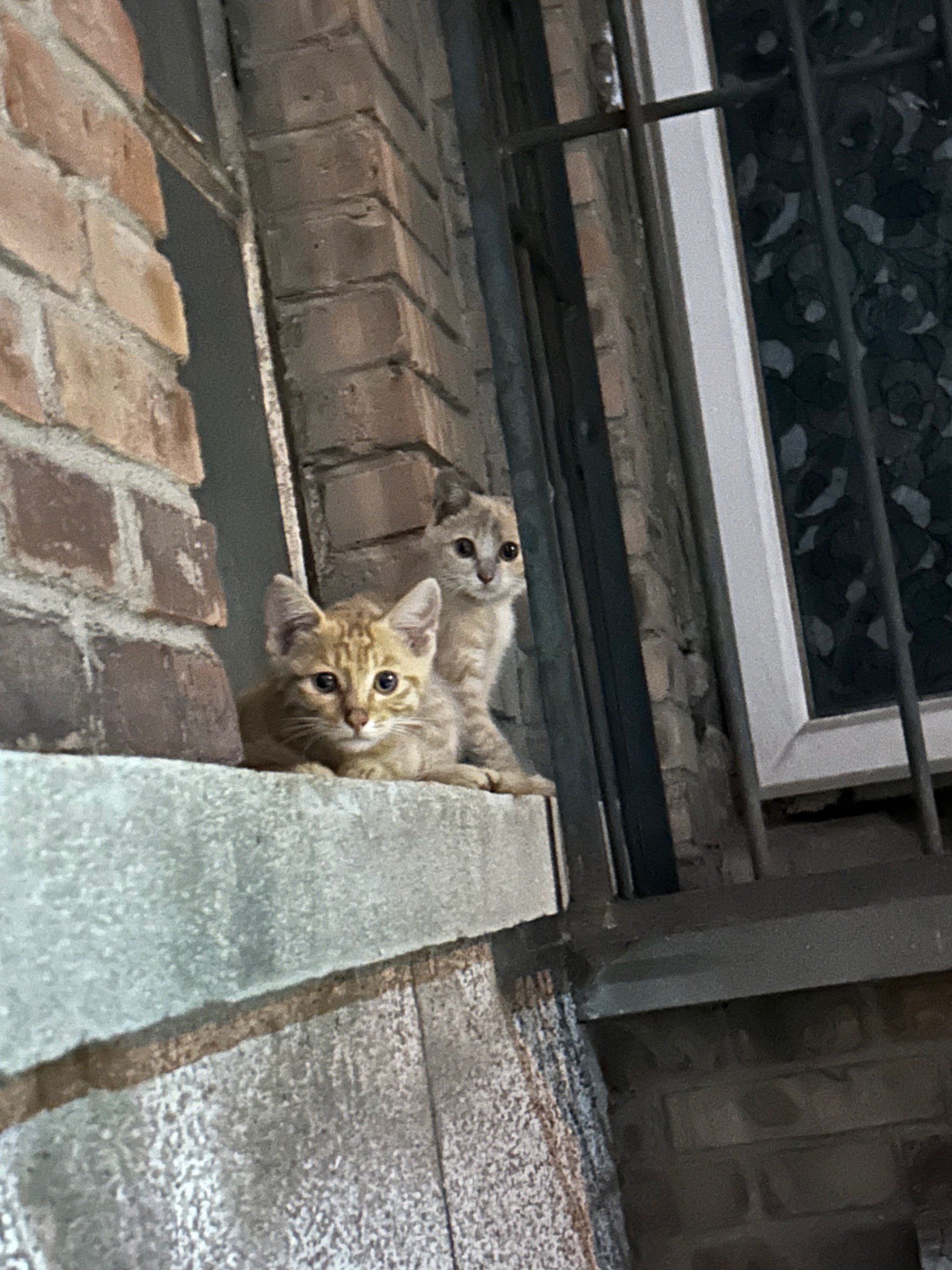 深夜巷子里的猫图片