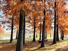 -上海海湾国家森林公园