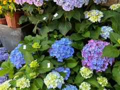 -溪岸路花鸟市场