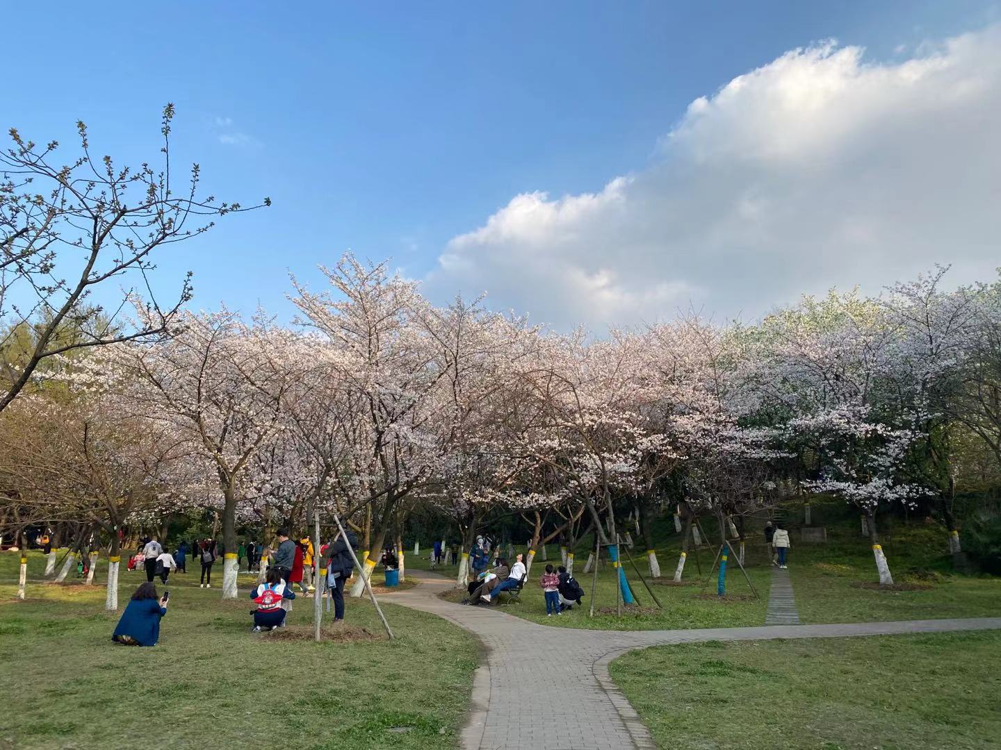 青山公园的樱花