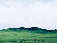 -乌兰布统草原