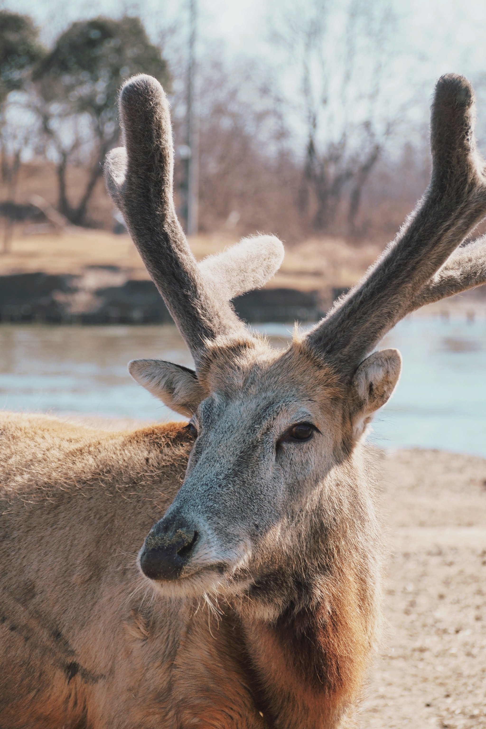 江苏省坦桑尼亚市 盐城大丰 麋鹿一日寻游记