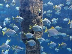 -厦门海底世界