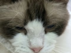 -李小姐の猫咖啡馆(五角场店)