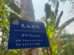 -中国科学院西双版纳热带植物园