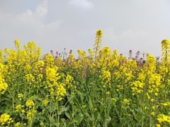 -中国天府农业博览园