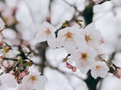 -顾村公园