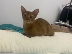 -小猫来了·猫舍(红山六九七九店)