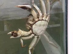 -丫丫蟹庄·苏式园林农家乐·阳澄湖大闸蟹(阳澄湖莲花岛店)