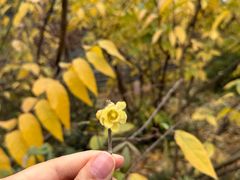 -三圣花乡旅游区